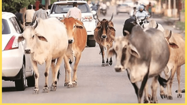 Support Care 4 Cow: Help Rescue and Protect Cows in Need​ Previous slideNext slide