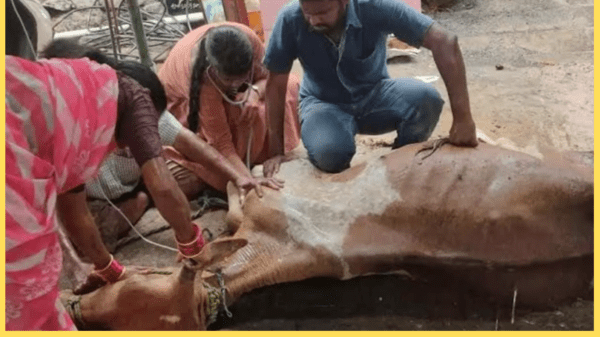 Care 4 cow : Gaumata ka ilaz hota hua