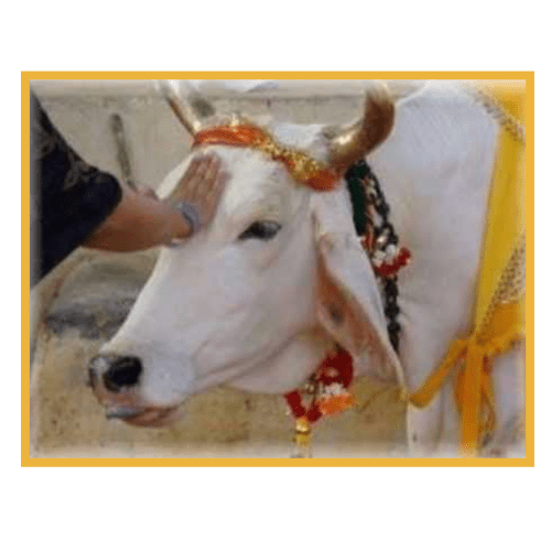 GAU DAN (COW DONATION)