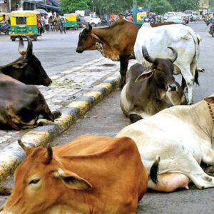 सड़को पर आवारा घूमती गौमाता