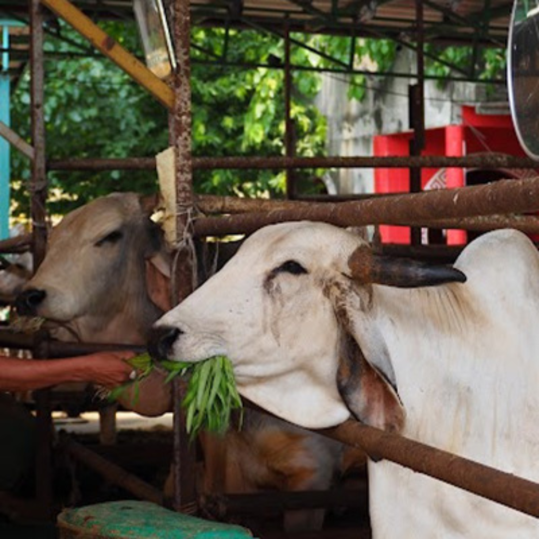 Gau mata ki seva : Every cow Deserves Love and Care​